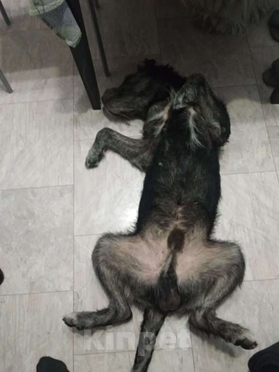 Собаки в Ростове-на-Дону: Найден метис дратхаара Мальчик, Бесплатно - фото 5