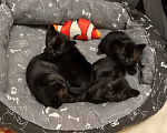 Кошки в Санкт-Петербурге: Бомбейские котята Мальчик, Бесплатно - фото 1