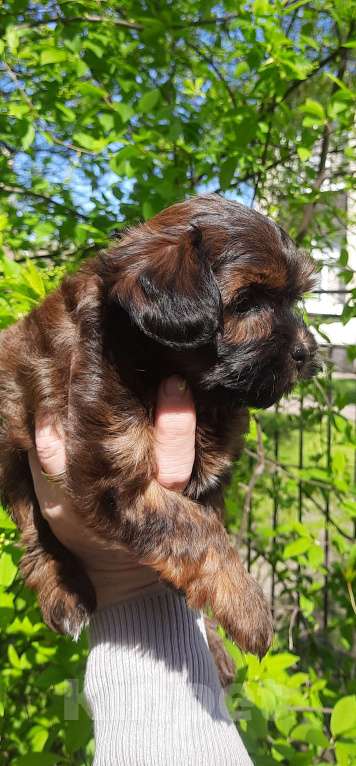 Собаки в Санкт-Петербурге: Щенок Петербургской Орхидеи Девочка, 70 000 руб. - фото 5