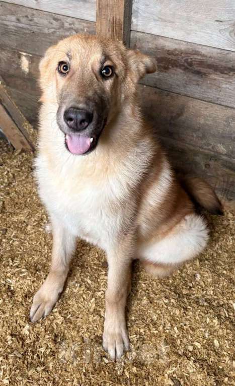 Собаки в Москве: Лисса в поиске дома Девочка, Бесплатно - фото 6