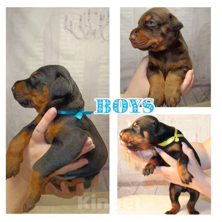 Собаки в Москве: Элитные щенки добермана Девочка, Бесплатно - фото 2