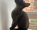 Кошки в Москве: Котенок в поисках семьи Девочка, Бесплатно - фото 4