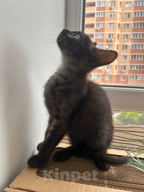 Кошки в Москве: Котенок в поисках семьи Девочка, Бесплатно - фото 4