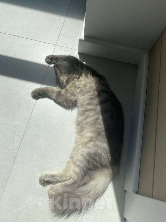 Кошки в Ростове-на-Дону: Отдам метиса мейн-куна в добрые руки  Мальчик, Бесплатно - фото 5