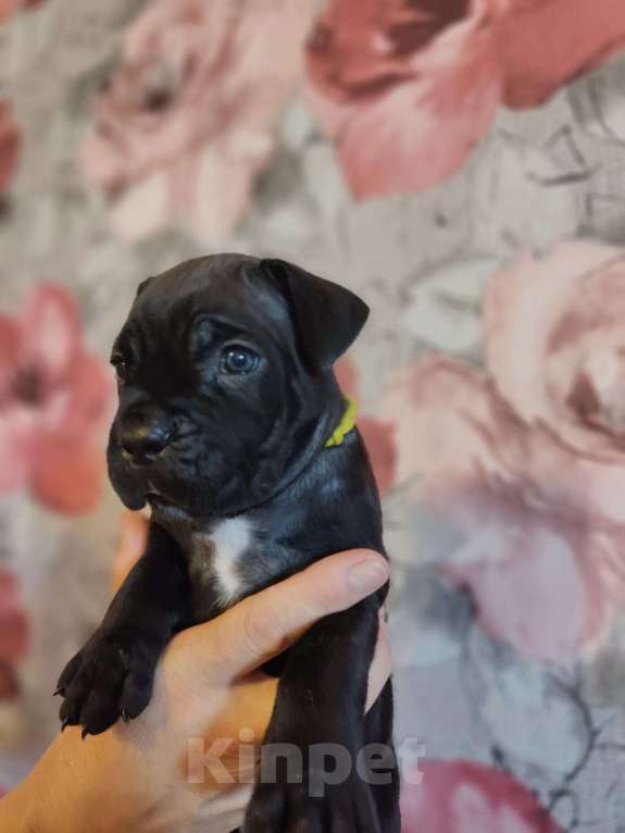 Собаки в Зеленогорске: Кане корсо щенки продажа Девочка, 50 000 руб. - фото 3