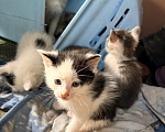 Кошки в других городах Московской области: Котята в добрые руки Мальчик, Бесплатно - фото 2