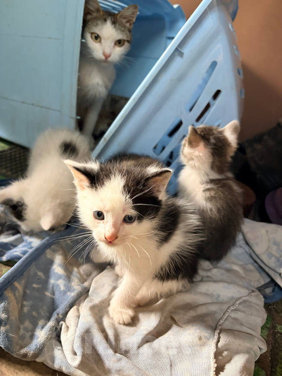 Кошки в других городах Московской области: Котята в добрые руки Мальчик, Бесплатно - фото 2
