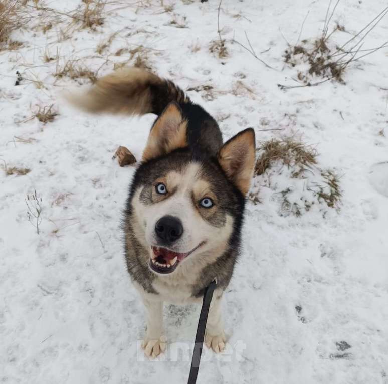 Собаки в Москве: Собака - улыбака и очень ласковый Котёнок просится жить в семью, где знают, что такое верность Мальчик, Бесплатно - фото 2