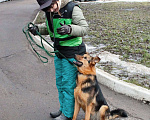 Собаки в Москве: Тирамису Девочка, Бесплатно - фото 3