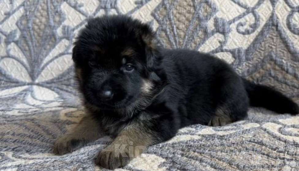 Собаки в Уфе: Щенки немецкой овчарки с родословной Разнополые, Бесплатно - фото 9