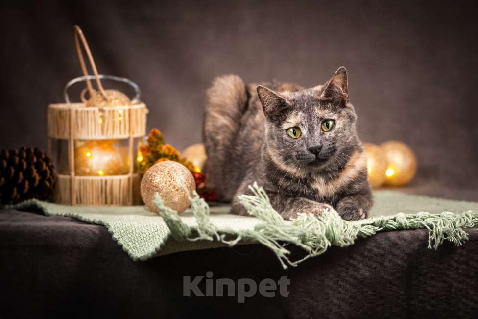 Кошки в Клине: Ася — красавица с редким окрасом Девочка, Бесплатно - фото 4