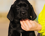 Собаки в Красноярске: Лабрадор ретривер щенки Мальчик, Бесплатно - фото 3