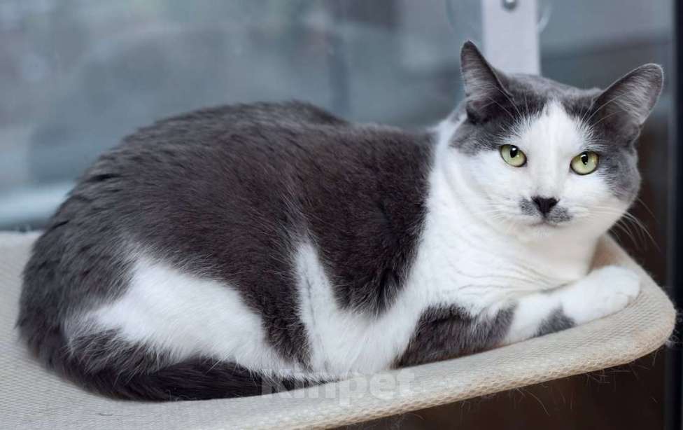 Кошки в Москве: Ласковая и спокойная кошечка Василиса в дар Девочка, 10 руб. - фото 2