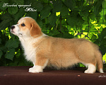 Собаки в Мытищах: Щенки вельш-корги пемброк Мальчик, 85 000 руб. - фото 2