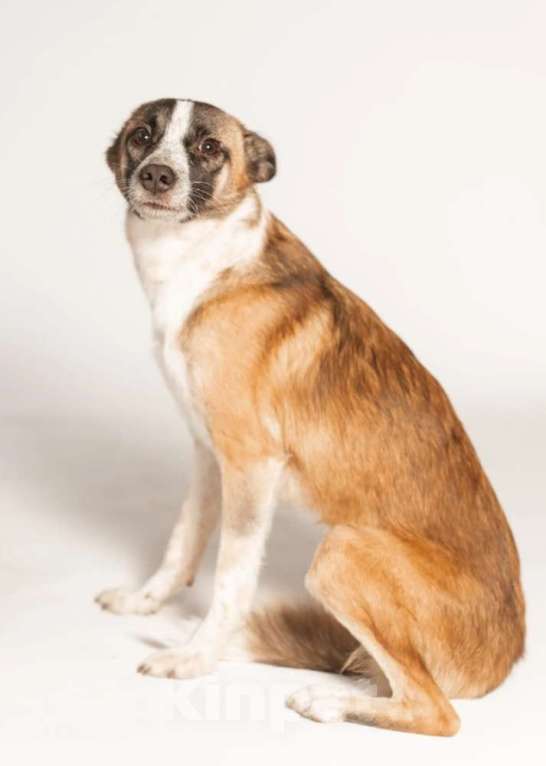 Собаки в Москве: Подстреленная малышка Салли ищет дом Девочка, 1 руб. - фото 4