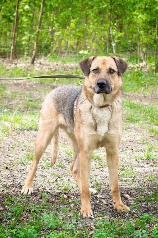 Собаки в Москве: Ермолай, бывшедомашний пес Мальчик, Бесплатно - фото 4