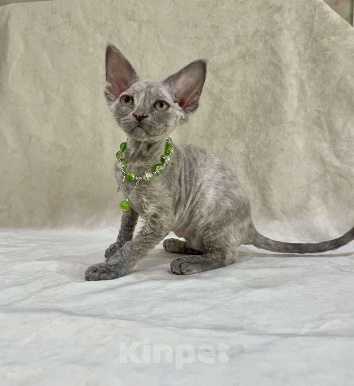 Кошки в Москве: Котенок Девон Рекс голубая крем черепаха Девочка, 120 000 руб. - фото 5