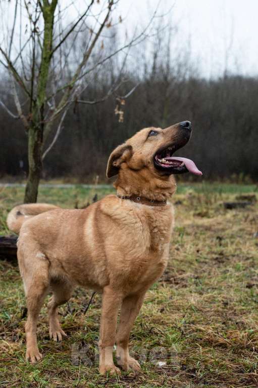 Собаки в Москве: Лаки Девочка, Бесплатно - фото 6