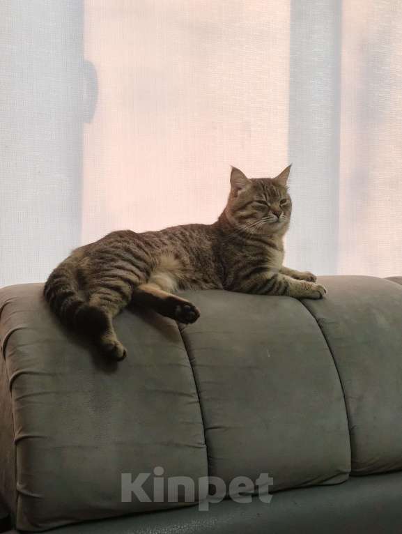 Кошки в Хабаровске: Потерялся Саня Мальчик, Бесплатно - фото 2