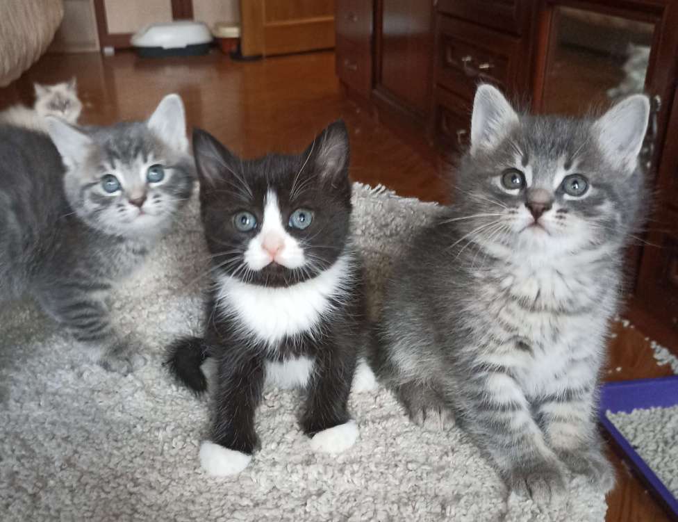 Кошки в Москве: Сесенькая с белым Девочка, 1 000 руб. - фото 2