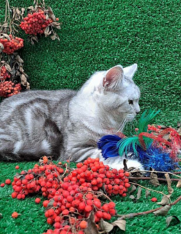 Объявление: Котенок британец , 5 000 руб., Новосибирск