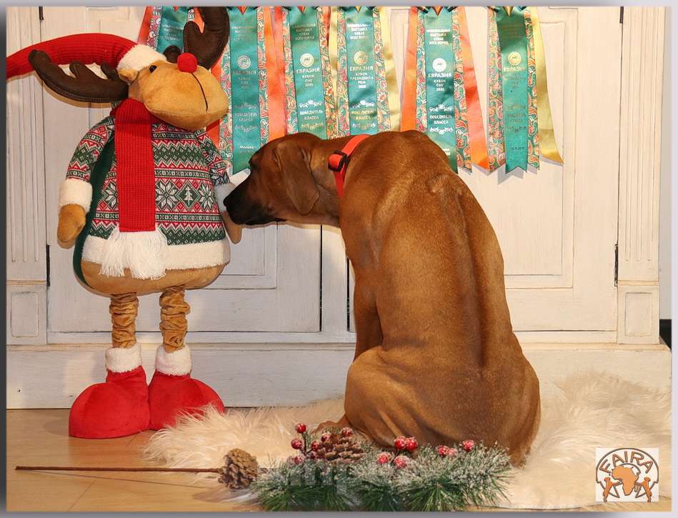 Собаки в Москве: Щенки родезийского риджбека Девочка, 70 000 руб. - фото 2