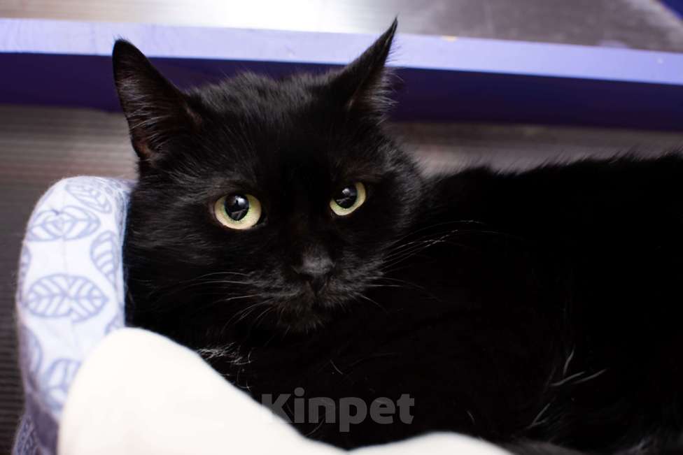 Кошки в Москве: Джоли: тихая кошка с холодной историей Девочка, Бесплатно - фото 2