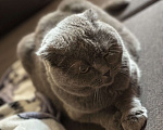 Кошки в Балашихе: Моника ищут свое семью  Девочка, Бесплатно - фото 3