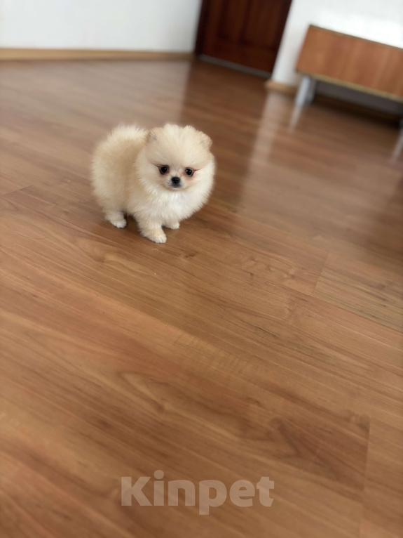 Собаки в Москве: Миниатюрная девочка померанского шпица, Эльза  Девочка, 55 000 руб. - фото 2