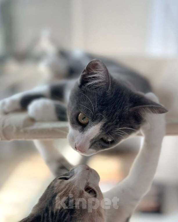 Кошки в Москве: Котенок Гриша ищет дом  Мальчик, Бесплатно - фото 2