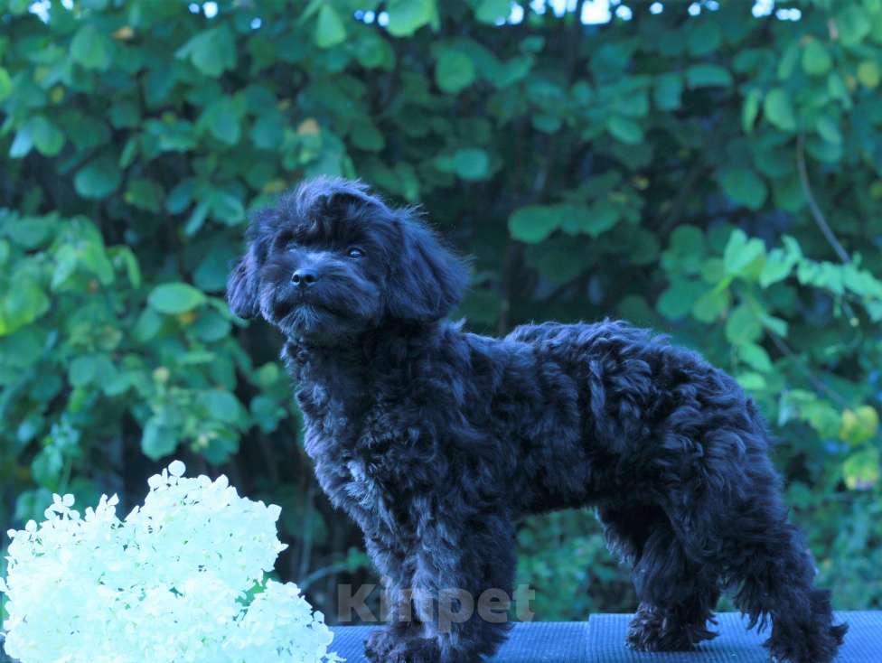 Собаки в Москве: мальтипу Ф1 щенки Девочка, 90 000 руб. - фото 5