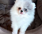 Собаки в Коломне: Девочка померанский шпиц  Девочка, 45 000 руб. - фото 2