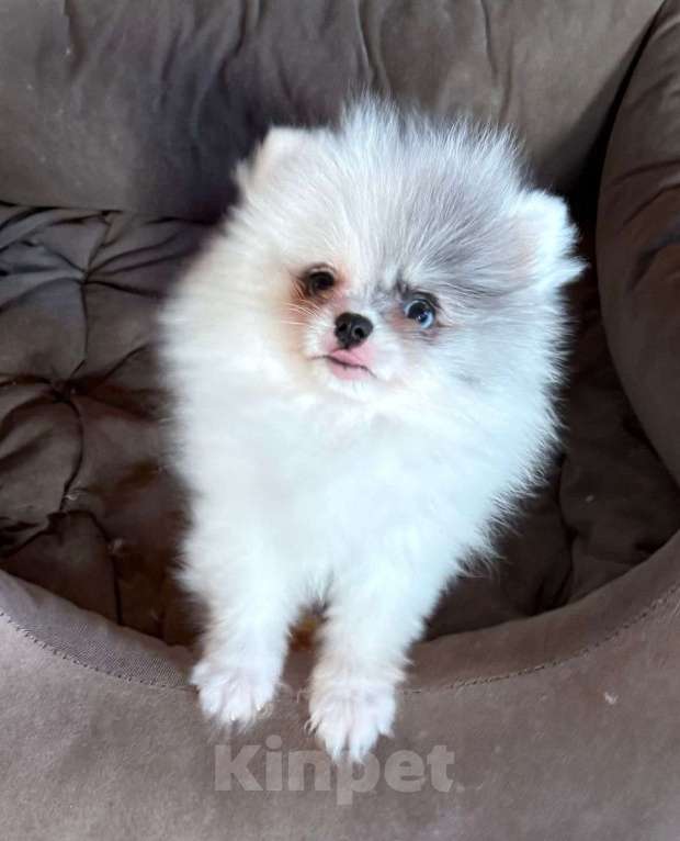 Собаки в Коломне: Девочка померанский шпиц  Девочка, 45 000 руб. - фото 2