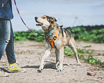 Собаки в Бронницах: Нежнющий Купер Мальчик, Бесплатно - фото 12