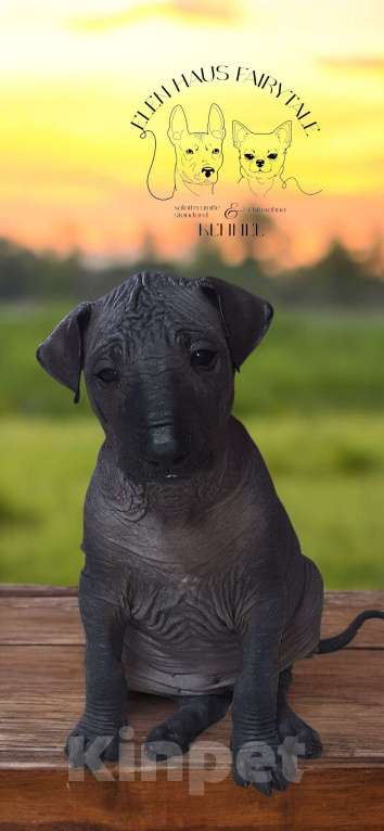 Собаки в Кемерово: ксолоитцкуинтли щенок Девочка, 70 000 руб. - фото 1