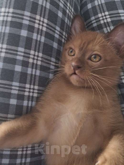 Кошки в Ставрополе: Бурманский котенок Мальчик, 50 000 руб. - фото 3