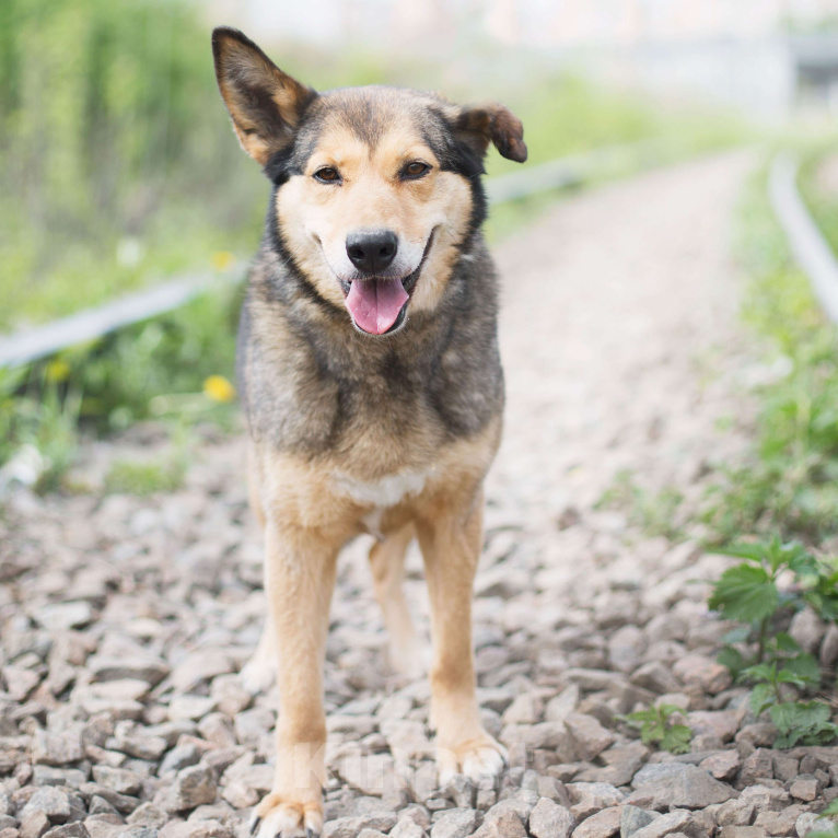 Собаки в Москве: Харли Девочка, Бесплатно - фото 3
