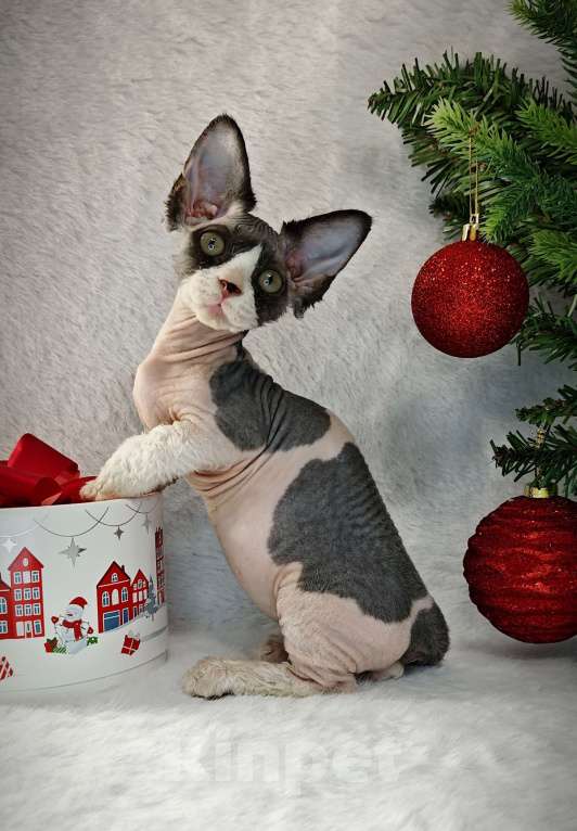 Кошки в Екатеринбурге: Канадский сфинкс котенок двэльф  Мальчик, 60 000 руб. - фото 7