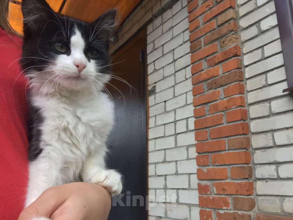Кошки в Москве: пропал котёнок Мальчик, 2 000 руб. - фото 1