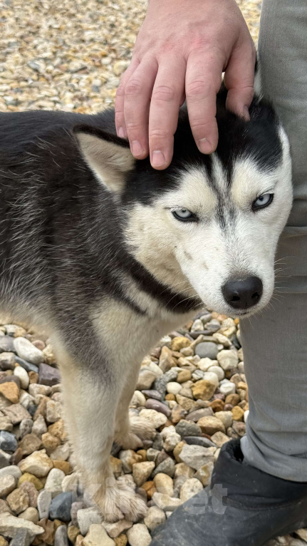 Собаки в других городах Московской области: Герда ищет дом Девочка, Бесплатно - фото 5
