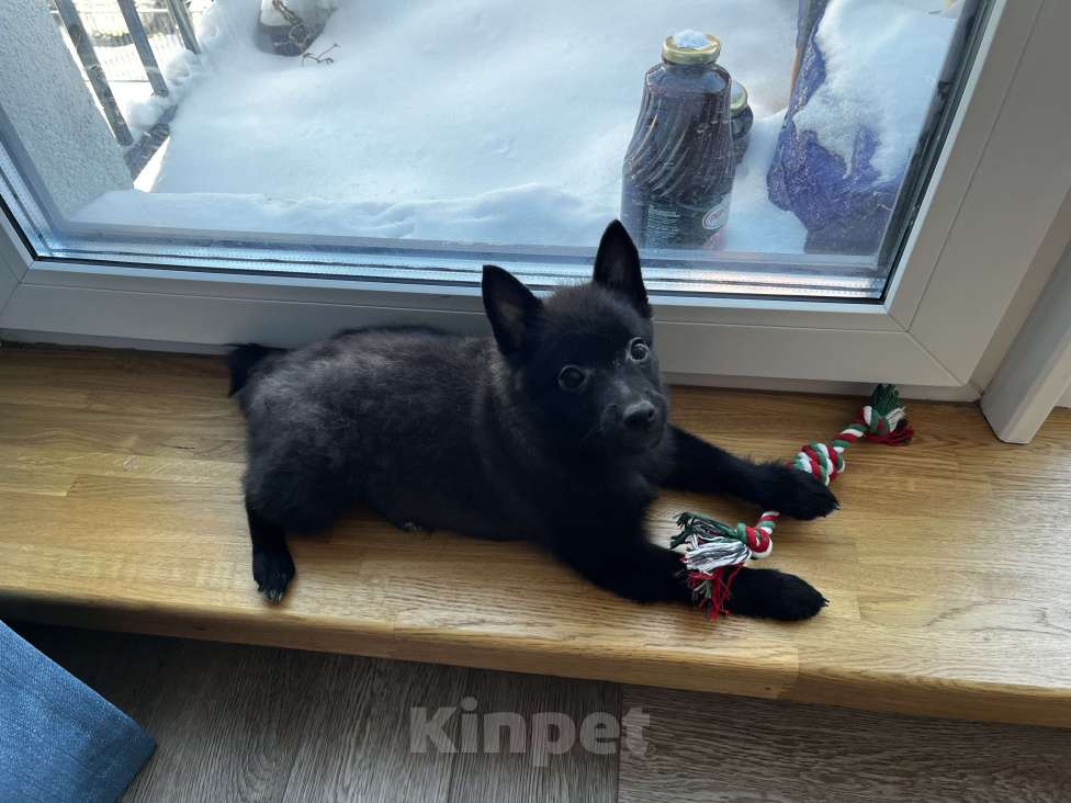 Собаки в Новосибирске: Продам щенка-шипперке 3 месяца  Девочка, 30 000 руб. - фото 3