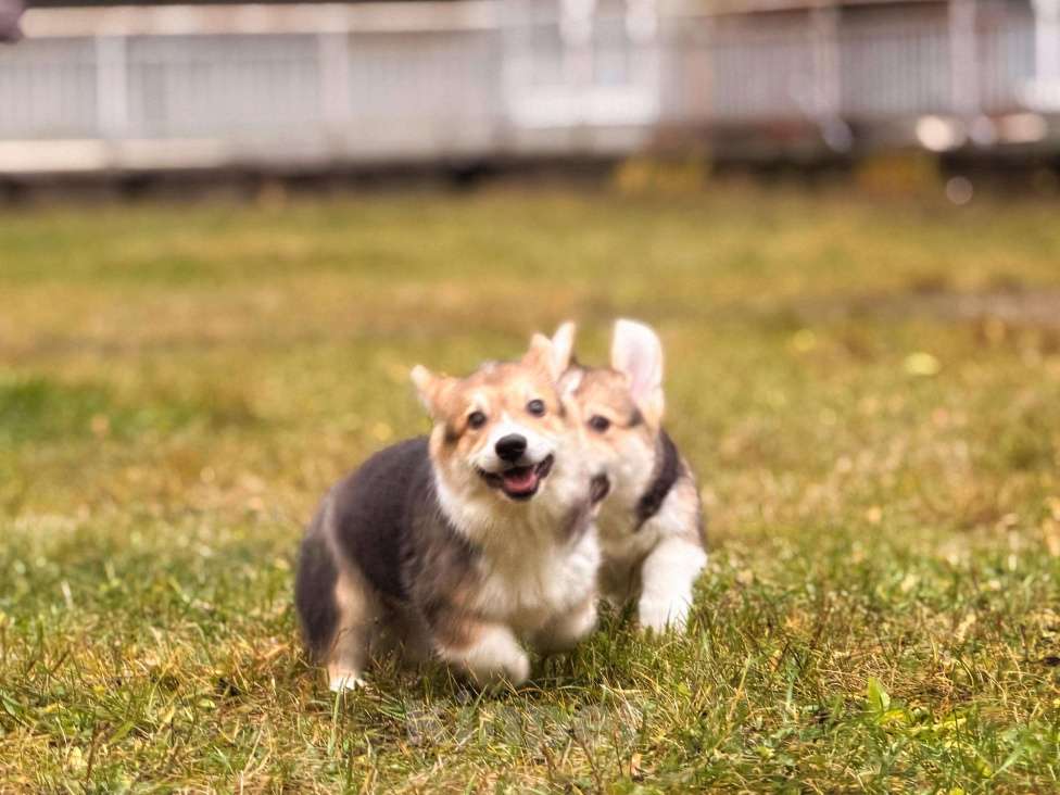 Собаки в Санкт-Петербурге: Счастье в дом Мальчик, 45 000 руб. - фото 3