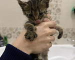 Кошки в Казани: Отдам котёнка в добрые руки Мальчик, Бесплатно - фото 6