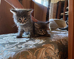 Кошки в Москве: Котята в добрые руки Мальчик, Бесплатно - фото 1