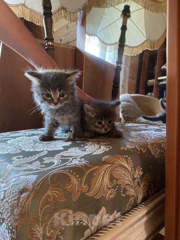 Кошки в Москве: Котята в добрые руки Мальчик, Бесплатно - фото 1