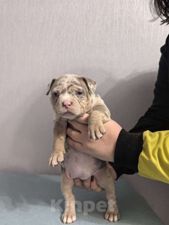 Собаки в Севастополе: Мраморная девочка Девочка, 130 руб. - фото 2