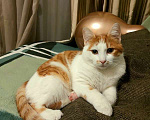 Кошки в Москве: Рыжий кот, молодой Рыжун в добрые руки Мальчик, 1 руб. - фото 7