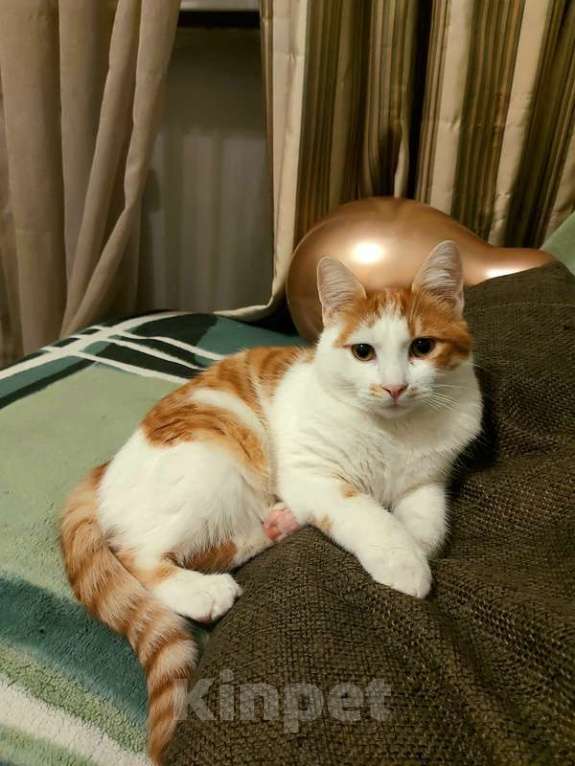 Кошки в Москве: Рыжий кот, молодой Рыжун в добрые руки Мальчик, 1 руб. - фото 7