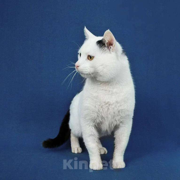 Кошки в Москве: кот Беляшик ищет дом Мальчик, Бесплатно - фото 8