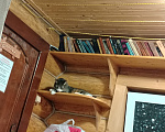 Кошки в других городах Ленинградской области: Потерялся котик по кличке "Кузя" Мальчик, 20 000 руб. - фото 2